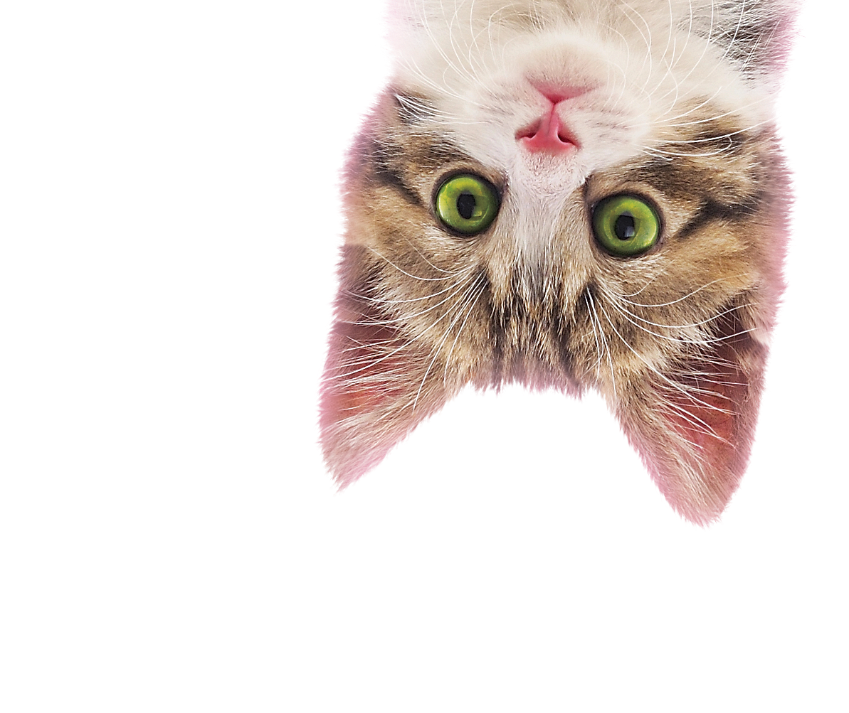 котенок