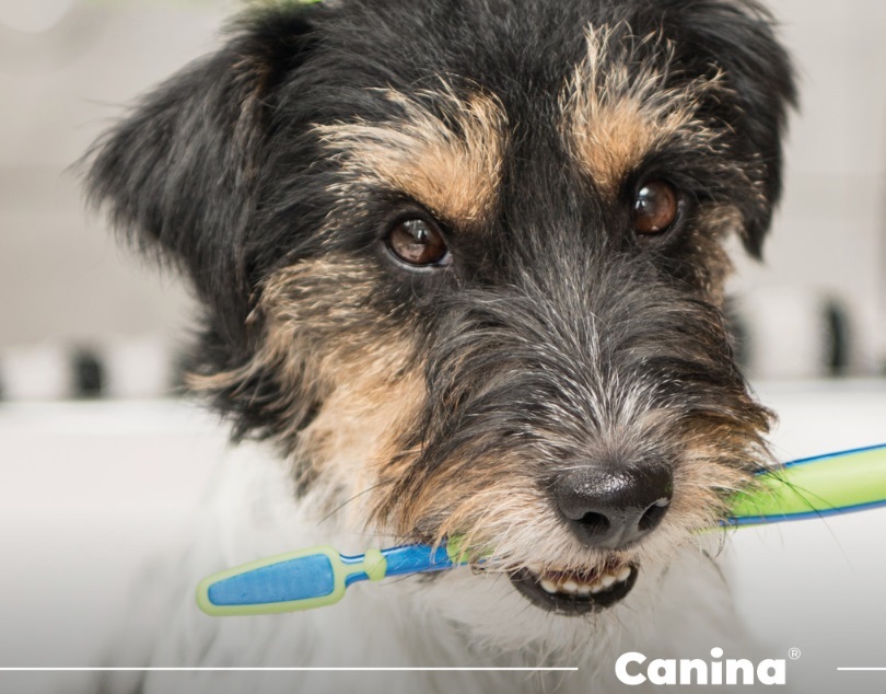 Ветпрепарати Canina