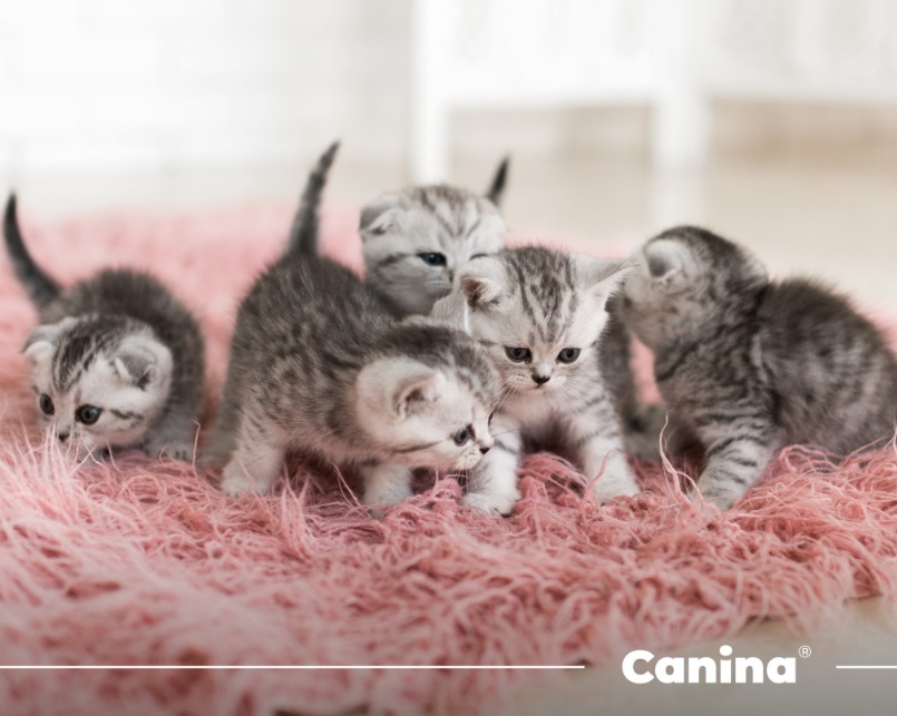 Годування кошенят, цуценят Canina