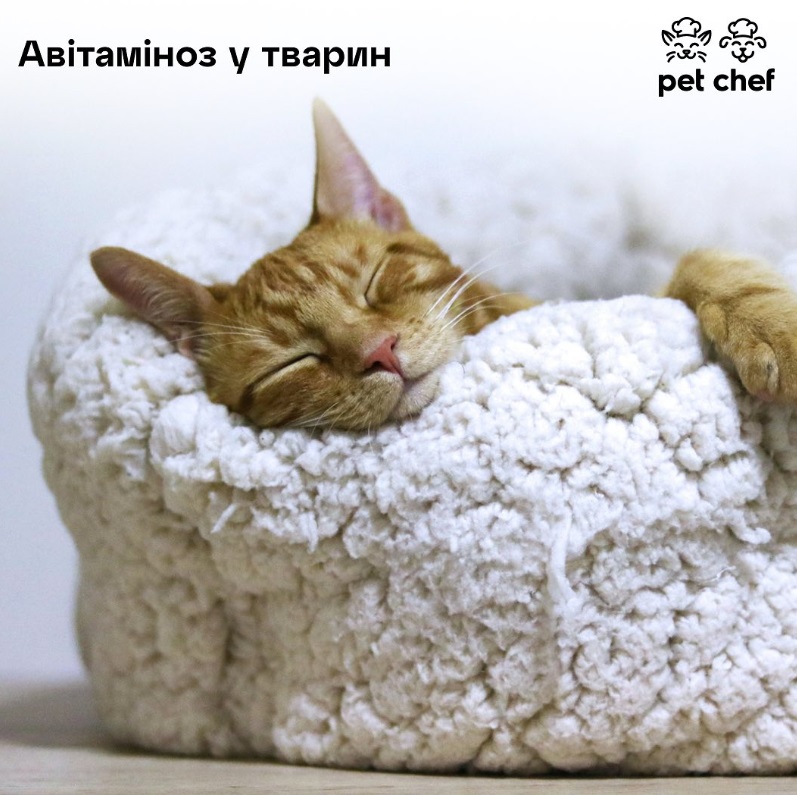Влажный корм Pet Chef