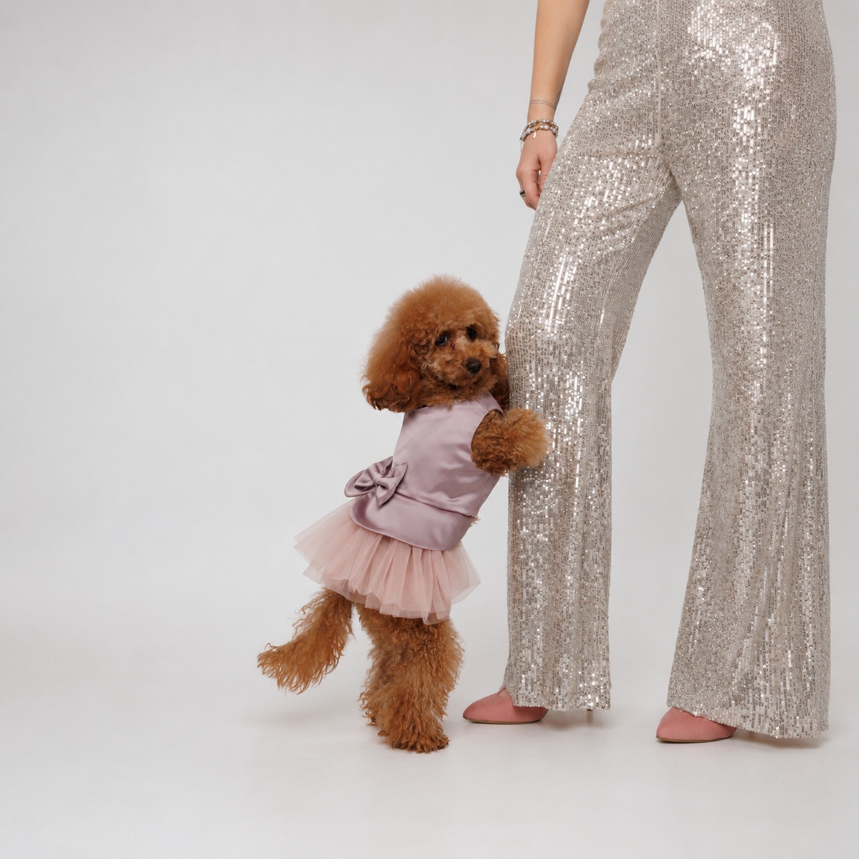 Нова колекція Pet Fashion